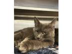 Adopt Ninja a Gray or Blue Domestic Mediumhair (medium coat) cat in Madison