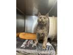 Adopt Beatrice (aka B) a Gray or Blue Domestic Shorthair (short coat) cat in
