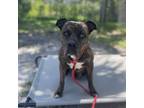 Adopt Haven a Brindle Mixed Breed (Medium) / Boxer / Mixed dog in Port Richey
