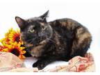 Adopt Song a Domestic Shorthair cat in Muskegon, MI (38537073)
