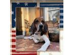Adopt Raj a Tricolor (Tan/Brown & Black & White) Bloodhound / English (Redtick)