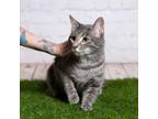 Adopt Rocket a Gray or Blue Domestic Shorthair / Mixed cat in Middletown