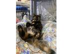 Adopt Carbon a Tortoiseshell Domestic Shorthair cat in New York, NY (38536616)