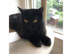 Adopt Jasnah a All Black Domestic Longhair / Mixed cat in Pittsburgh