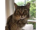 Adopt Shallan a Brown or Chocolate Domestic Mediumhair / Mixed cat in