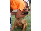 Adopt Scooby a Tan/Yellow/Fawn - with Black Catahoula Leopard Dog / Mixed dog in