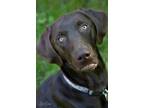 Adopt Bucky a Brown/Chocolate Labrador Retriever / Mixed dog in Anchorage