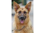Adopt Violet von Vierden a Black - with Tan, Yellow or Fawn German Shepherd Dog