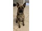 Adopt Leah a Brindle Dutch Shepherd / Mixed dog in Warwick, NY (38536092)