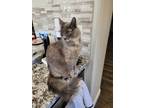 Adopt Sasha (Foxy) a Calico or Dilute Calico Nebelung (long coat) cat in
