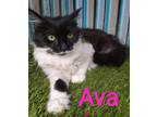 Adopt AVA a Black & White or Tuxedo Domestic Mediumhair (medium coat) cat in
