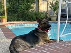 Adopt Zoe a Brindle German Shepherd Dog / Dutch Shepherd dog in Spring