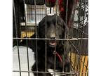 Adopt Sarah Beth a Black Great Pyrenees / Mixed dog in Midland, TX (38535949)