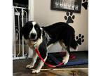 Adopt Hazel a Black Great Pyrenees / Mixed dog in Midland, TX (38535947)