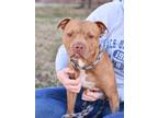 Adopt Sally a Red/Golden/Orange/Chestnut - with White Pit Bull Terrier dog in