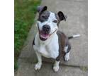 Adopt Nessie a Gray/Silver/Salt & Pepper - with White American Staffordshire