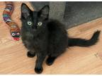 Adopt Cash & Wally a All Black Domestic Mediumhair (medium coat) cat in San Luis
