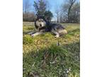 Adopt Bandit a Black - with White Siberian Husky / Mixed dog in Broken Arrow