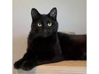 Adopt Shy-Anne a All Black Domestic Shorthair / Mixed cat in Greenfield