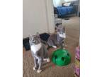 Adopt Sebastian & Salem (Bonded) a Gray or Blue Russian Blue (short coat) cat in
