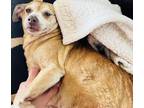 Adopt Ginger a Tan/Yellow/Fawn - with White Mixed Breed (Small) / Mixed dog in