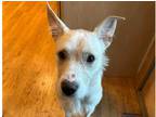 Adopt Jaxson /jaye a White Jack Russell Terrier dog in manahawkin, NJ (38534130)
