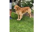 Adopt Phoenix a Tan/Yellow/Fawn Golden Retriever / Mixed dog in Los Angeles
