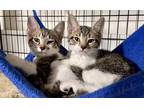 Adopt Dots a Tan or Fawn Tabby Domestic Shorthair (short coat) cat in Ashland