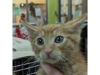 Adopt Gideon a Orange or Red Domestic Shorthair / Mixed cat in Lynchburg