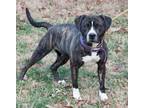 Adopt Dixie in Gloucester VA a Pit Bull Terrier