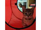 Adopt Boom a Brown or Chocolate Domestic Shorthair / Domestic Shorthair / Mixed