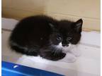 Adopt Bourbon a All Black Domestic Mediumhair / Domestic Shorthair / Mixed cat