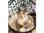 Adopt Maizy a Calico or Dilute Calico Domestic Shorthair (short coat) cat in