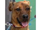 Adopt Madison a Brown/Chocolate Mixed Breed (Small) / Mixed dog in Laredo