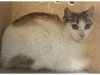 Adopt BARN CAT LINK a Domestic Short Hair