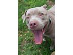 Adopt Parker a Tan/Yellow/Fawn - with White American Staffordshire Terrier /