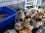 15 Cfa Persian Kittens For Deposit