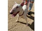 Adopt YURI a White Bull Terrier / Mixed dog in Palm Desert, CA (36289634)