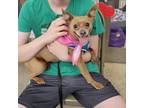 Adopt Biscuit a Tan/Yellow/Fawn Miniature Pinscher / Mixed dog in Houston
