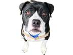 Adopt RICE KRISPIES a Black - with White American Pit Bull Terrier / Boxer /