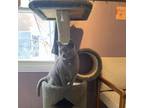 Adopt Banjo a Gray or Blue Domestic Shorthair / Mixed cat in Madison