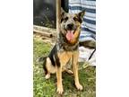 Adopt Bruno a German Shepherd Dog / Australian Cattle Dog / Mixed dog in