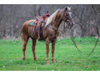 Really Well Broke Chocolate Rocky Mountain Mare, Smooth, Naturally Gaited