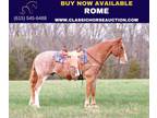 Red Roan Clyde Cross Gelding