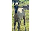 Beautiful Chocolate Weanling Filly