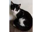 Adopt Sonnet a All Black Domestic Shorthair / Domestic Shorthair / Mixed cat in
