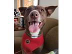 Adopt Hershey a Pit Bull Terrier