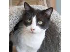 Adopt Prima a Domestic Short Hair