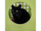 Adopt Ciara a Domestic Short Hair