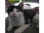 Adopt Luke a Domestic Shorthair / Mixed (short coat) cat in Valley Park